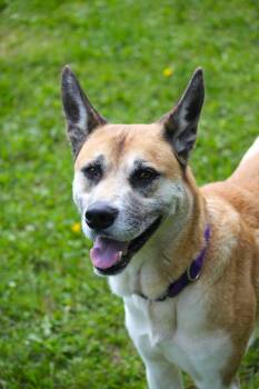 BamBam -  Akita Dog for Adoption in Hayward, Wisconsin - BamBam | PetCurious