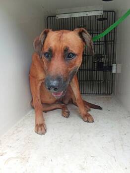 Brenda -  Labrador Retriever Dog for Adoption in Mobile, Alabama - Brenda | PetCurious