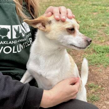 Pete -  Chihuahua Dog for Adoption in Oakland, California - Pete | PetCurious