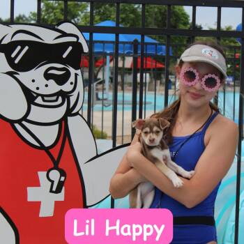 Lil Happy -  Beagle and Chihuahua Dog for Adoption in Mcpherson, Kansas - Lil Happy | PetCurious