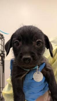 Terrier and Mixed Breed Dogs Available for Adoption in Honolulu, Hawaii - Darla | PetCurious