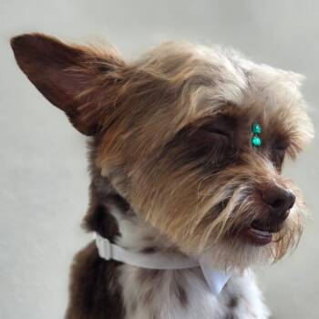 Rokko -  Yorkshire Terrier and Chihuahua Dog for Adoption in Humacao, Humacao - Rokko | PetCurious