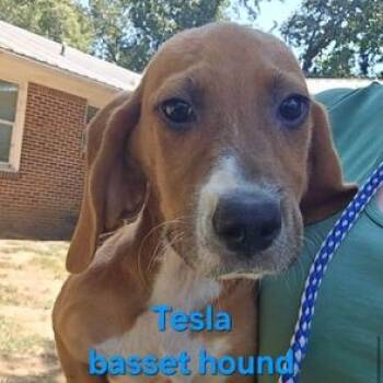Tesla -  Basset Hound Dog for Adoption in Williston, Vermont - Tesla | PetCurious