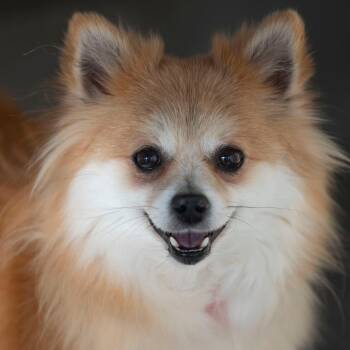 Pomeranian Dogs Available for Adoption in Peyton, Colorado - Brooke (D25-193) | PetCurious