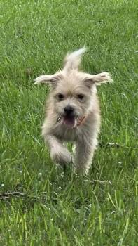 Cal -  Poodle and Terrier Dog for Adoption in Baker, Louisiana - Cal | PetCurious