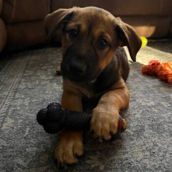 Anna Belle -  Shepherd Dog for Adoption in Wappingers Falls, New York - Anna Belle | PetCurious