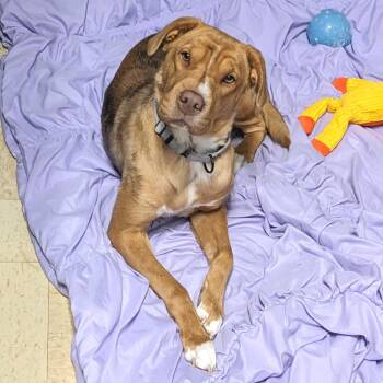 Rayla -Office -  Mixed Breed Dog for Adoption in Union, Missouri - Rayla -Office | PetCurious