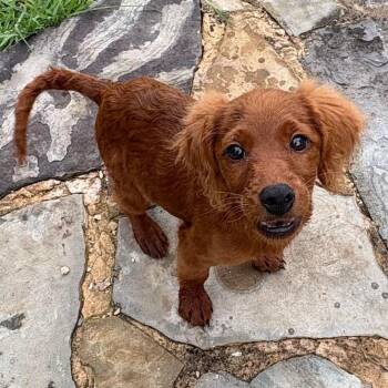 Scout Elizabeth -  Golden Retriever and Miniature Poodle Dog for Adoption in Houston, Texas - Scout Elizabeth | PetCurious