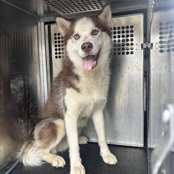 Glen -  Husky Dog for Adoption in Birmingham, Alabama - Glen | PetCurious