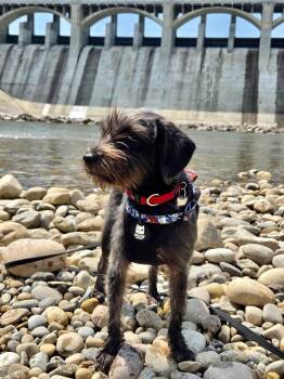 Fern (Paris) -  Wirehaired Terrier Dog for Adoption in Calgary, Alberta - Fern (Paris) | PetCurious