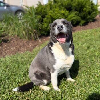 Lincoln -  Labrador Retriever Dog for Adoption in Brantford, Ontario - Lincoln | PetCurious