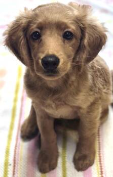 Orpheus -  Cockapoo Dog for Adoption in Los Angeles, California - Orpheus | PetCurious