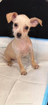 Rescue Chihuahua Dogs for Adoption in Fresno, California - Nougat | PetCurious