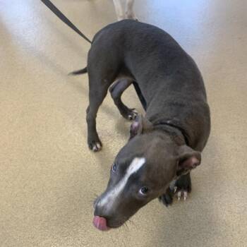 Athena -  Mixed Breed Dog for Adoption in West Palm Beach, Florida - Athena | PetCurious
