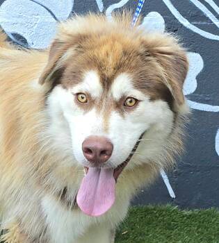 Turmeric - FOSTER NEEDED -  Husky and Siberian Husky Dog for Adoption in New York, New York - Turmeric - FOSTER NEEDED | PetCurious