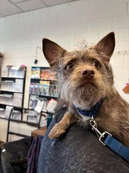 Cairn Terrier Dogs Available for Adoption - Rat Boi | PetCurious