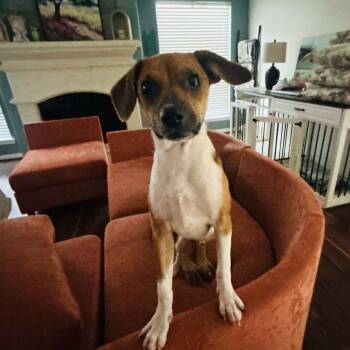 Toby -  Terrier and Chihuahua Dog for Adoption in Martinez, California - Toby | PetCurious