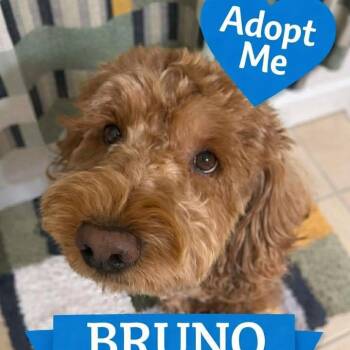 Golden Retriever and Poodle Dogs Available for Adoption in Kaufman, Texas - BRUNO Is A Golden Doodle | PetCurious