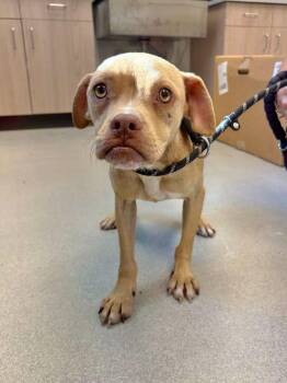 Renn -  Pit Bull Terrier and Mixed Breed Dog for Adoption in Chillicothe, Ohio - Renn | PetCurious