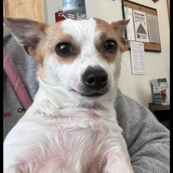 Chihuahua Dogs Available for Adoption in Incline Village, Nevada - Patina | PetCurious