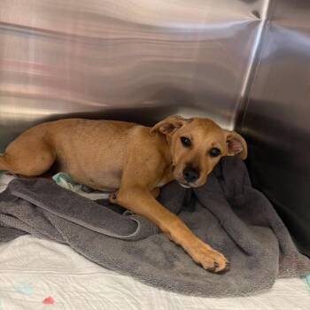 Sallie 26-07-009 -  Black Mouth Cur Dog for Adoption in Bastrop, Texas - Sallie 26-07-009 | PetCurious