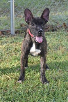French Bulldog and Mixed Breed Dogs Available for Adoption in Kingsland, Georgia - Rosie | PetCurious