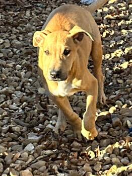 Rescue Shepherd and Hound Dogs for Adoption in Brookhaven, Mississippi - Dale 25 | PetCurious