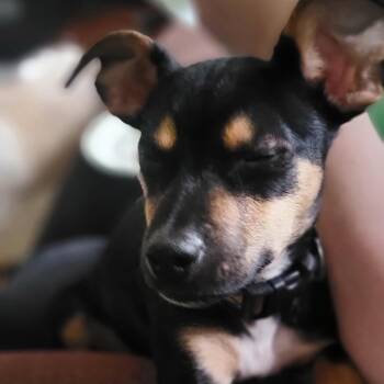 Miniature Pinscher and Mixed Breed Dogs Available for Adoption in Portage, Michigan - Lola Bunny | PetCurious