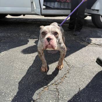 Pit Bull Terrier Dogs Available for Adoption in Northbrook, Illinois - Valkyrie | PetCurious