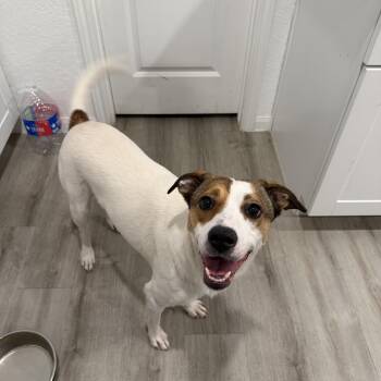 Artie -  Terrier Dog for Adoption in Martinez, California - Artie | PetCurious