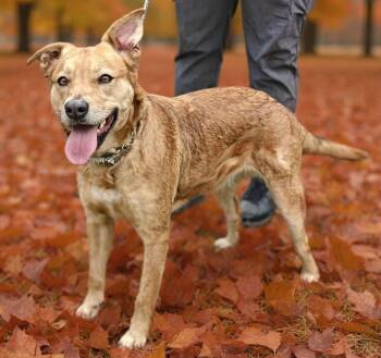 Rescue Mixed Breed Dogs for Adoption in Ossining, New York - Solara | PetCurious