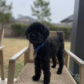 Poodle Dogs Available for Adoption - Xaden | PetCurious