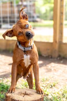 Lil Mama -  American Staffordshire Terrier Dog for Adoption in Magnolia, Texas - Lil Mama | PetCurious