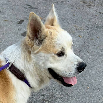 Rescue Shiba Inu and Mixed Breed Dogs for Adoption in Dallas, Texas - Oogie | PetCurious