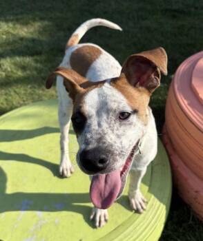 Mel -  Australian Cattle Dog Blue Heeler Dog for Adoption in Sioux City, Iowa - Mel | PetCurious