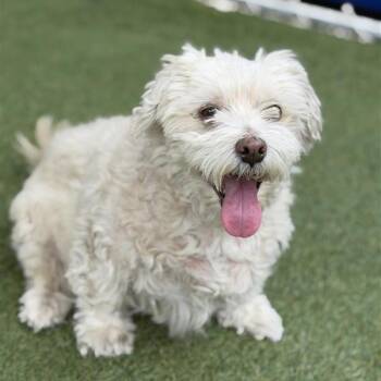 Poodle Dogs Available for Adoption in Hawthorne, California - Lupita | PetCurious