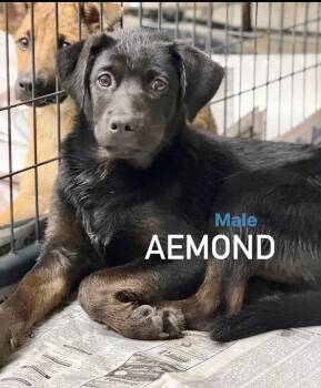 Aemond -  Labrador Retriever Dog for Adoption in Pembroke, Massachusetts - Aemond | PetCurious