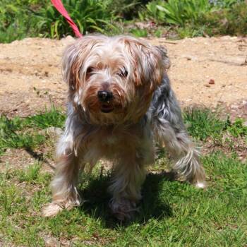 CT Bridge -  Yorkshire Terrier and Mixed Breed Dog for Adoption in Eastford, Connecticut - CT Bridge | PetCurious