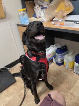 Hound and Labrador Retriever Dogs Available for Adoption in Savannah, Georgia - Roo  (nka Koda) | PetCurious