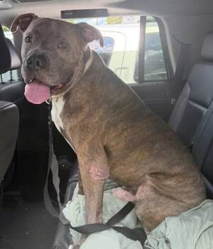 Sheffield -  Mixed Breed Dog for Adoption in Chamblee, Georgia - Sheffield | PetCurious