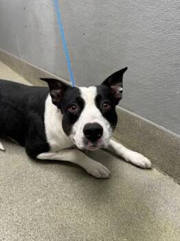 Pit Bull Terrier and Mixed Breed Dogs Available for Adoption - KING | PetCurious