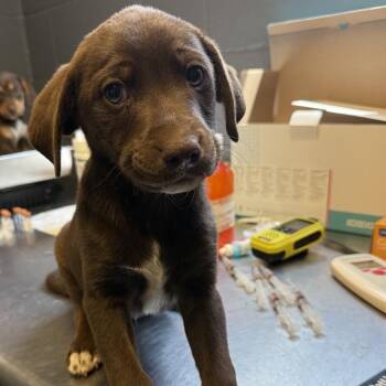 Labrador Retriever and Hound Dogs Available for Adoption in Tuscaloosa, Alabama - TUSC-Stray-84256 | PetCurious