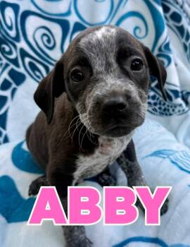 Abby -  Australian Cattle Dog Blue Heeler and Mixed Breed Dog for Adoption in Shalimar, Florida - Abby | PetCurious
