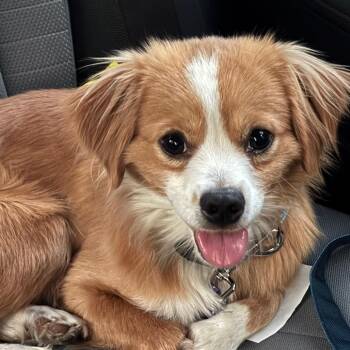 Finn -  Mixed Breed Dog for Adoption in San Francisco, California - Finn | PetCurious