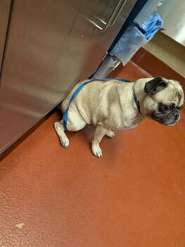 Otis -  Pug Dog for Adoption in Douglasville, Georgia - Otis | PetCurious