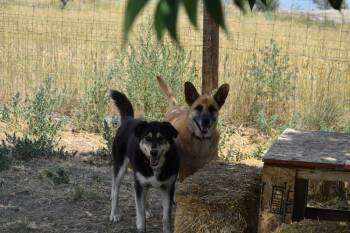Roxy -  Husky and Golden Retriever Dog for Adoption in Salmon, Idaho - Roxy | PetCurious