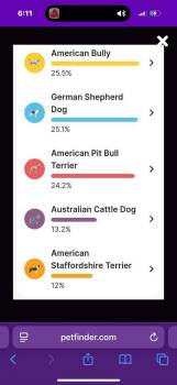 Rescue Mixed Breed Dogs for Adoption in Rochester, Washington - Jasper | PetCurious