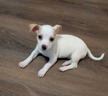 Chihuahua Dogs Available for Adoption in The Woodlands, Texas - Barbie | PetCurious