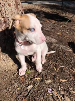 Rescue American Staffordshire Terrier and Siberian Husky Dogs for Adoption in Wake Forest, North Carolina - Hubert | PetCurious