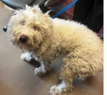 Poodle and English Shepherd Dogs Available for Adoption - Kennidi (Kensington) | PetCurious